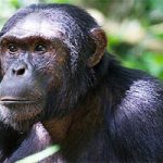 Primates of Africa Safari