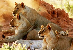 Lions in Tsavo resting