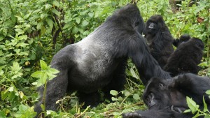 Gorillas and Lake Victoria Safari