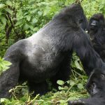 Gorillas and Lake Victoria Safari
