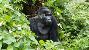 Gorilla safari