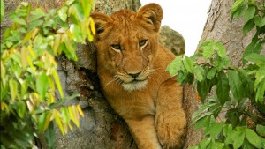 Queen Elizabeth and gorilla safari