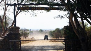 mikumi safari