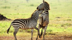 Tanzania Wildlife Safari