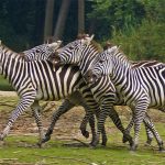 One Day safari to Lake Mburo