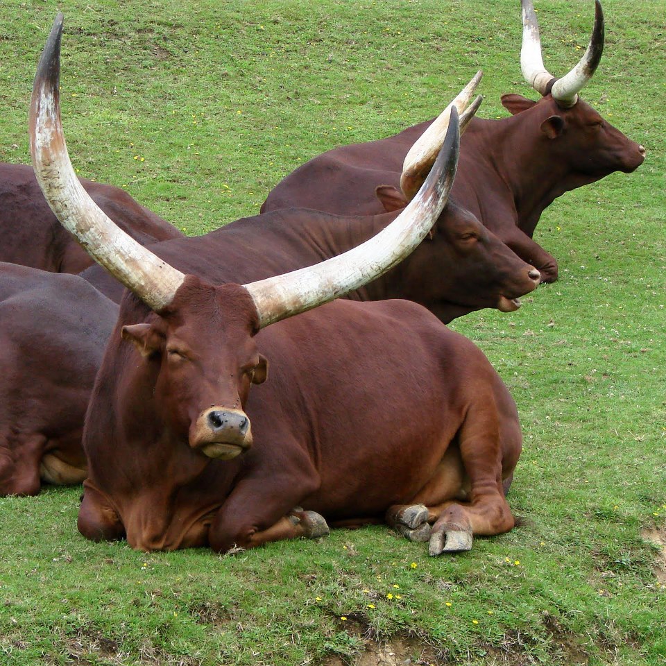 What to See and do in Uganda