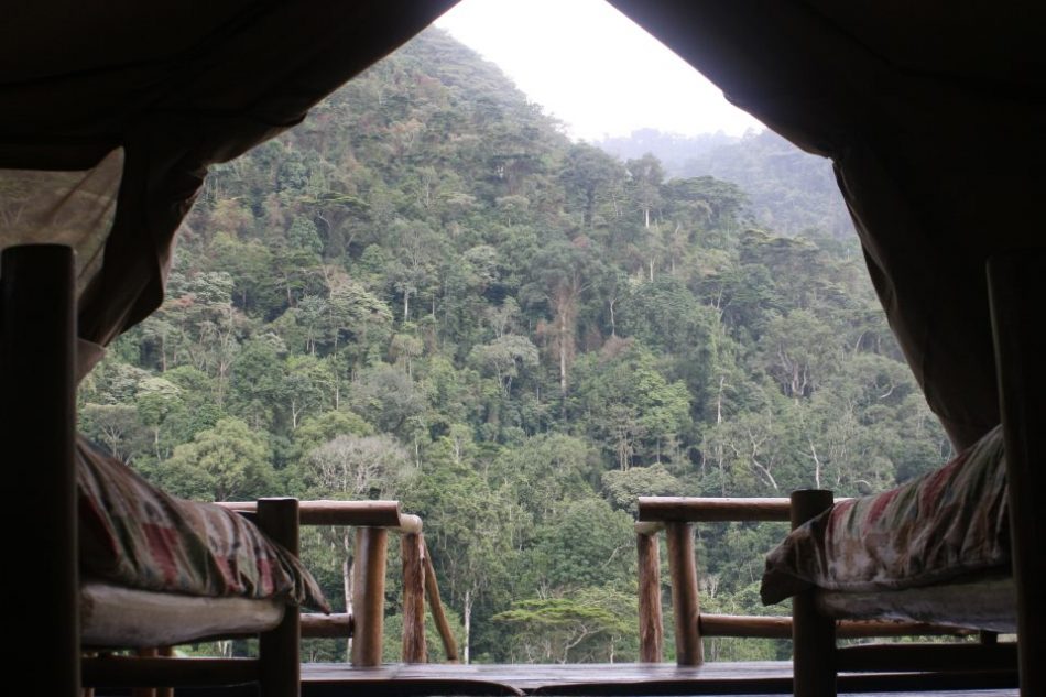 Gorilla Resort