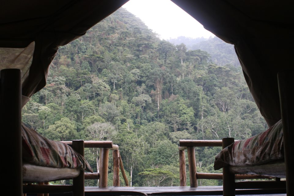 Gorilla Resort