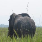 Uganda Elephant safari