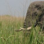 Queen Elizabeth park fly in Safari