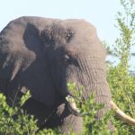 Murchison falls fly in tour