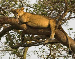 Ishasha tree climbing lions safari