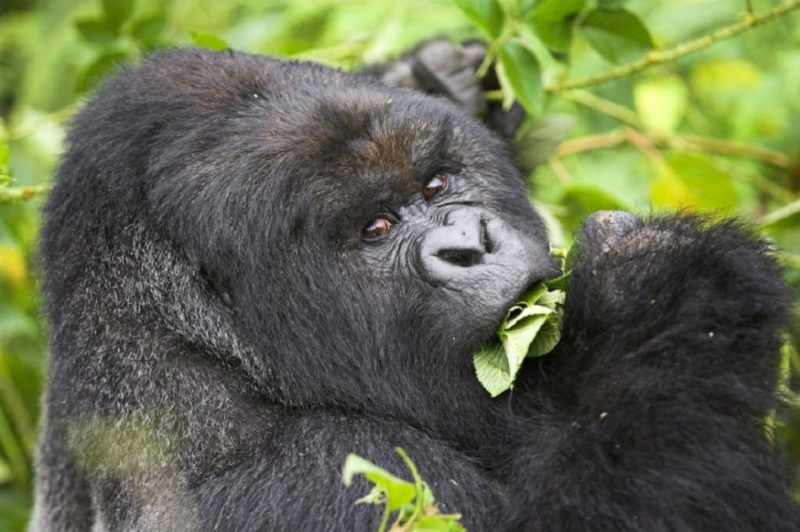 1 day rwanda gorilla tour