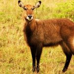 Queen Elizabeth National park tour